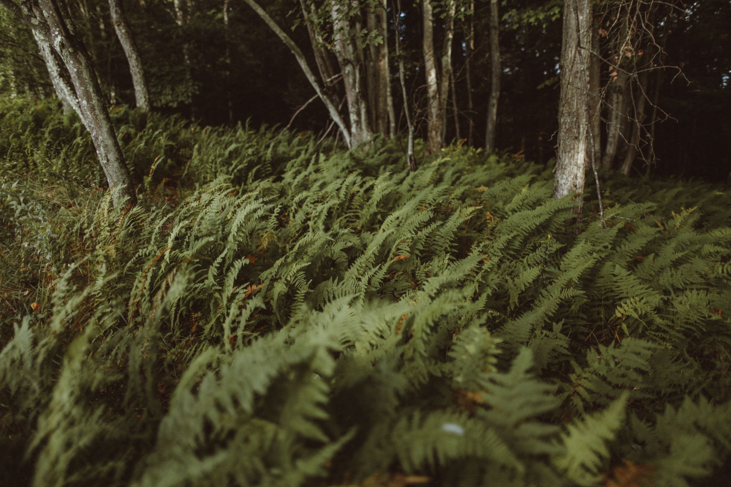Hemlock forest on the property
