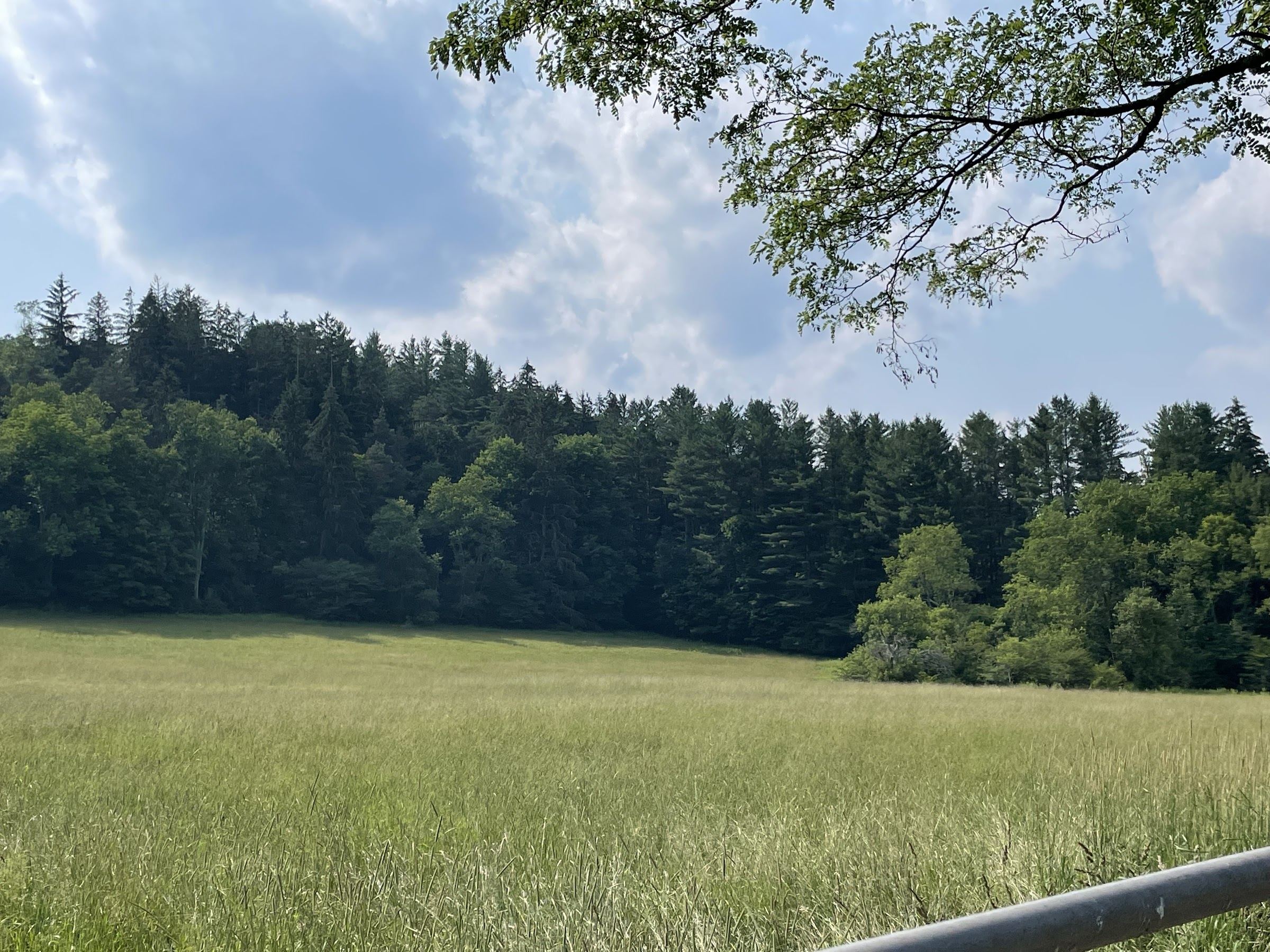 The meadow at midsummer