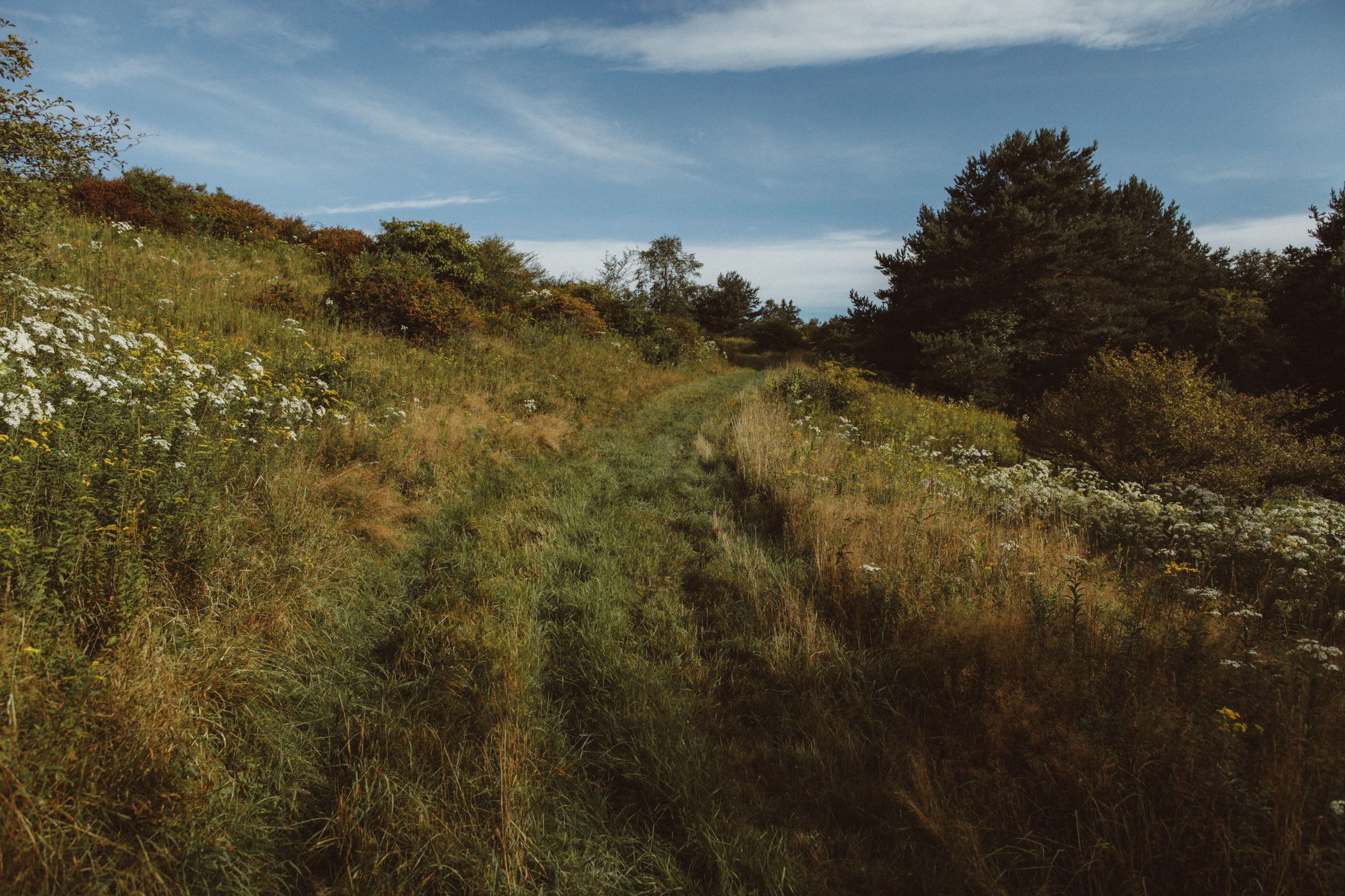 A grass trail through the meadow