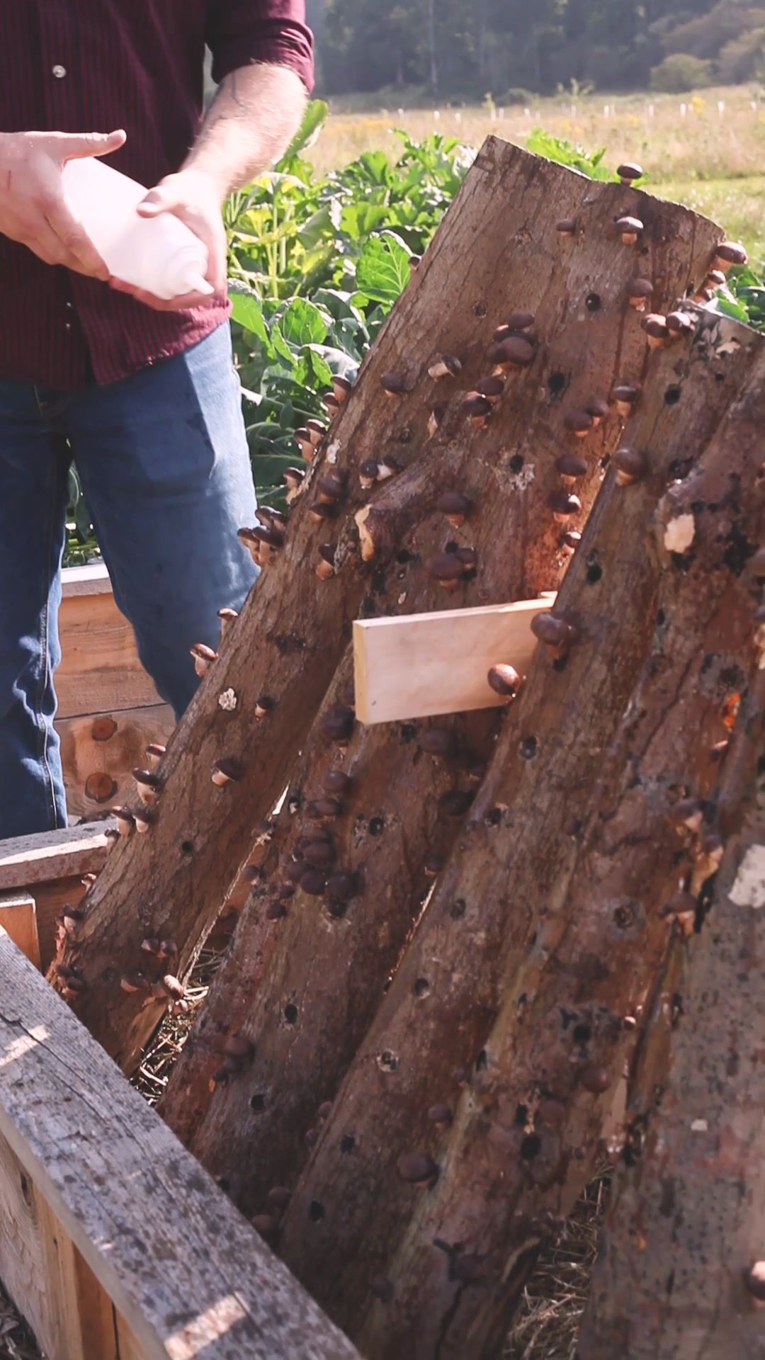 Shiitake mushrooms on inoculated logs at the farm